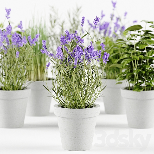 Herbs in concrete pots 3DSMax File - thumbnail 2