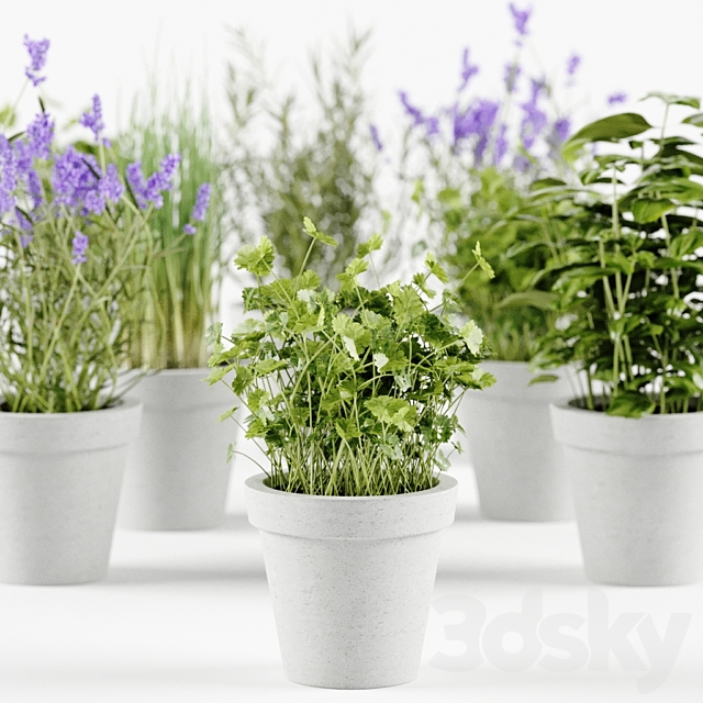 Herbs in concrete pots 3DSMax File - thumbnail 3