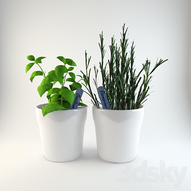 Herbs in pots 3DSMax File - thumbnail 1