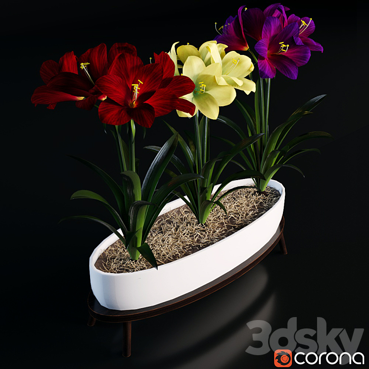 Hippeastrum 3DS Max - thumbnail 2