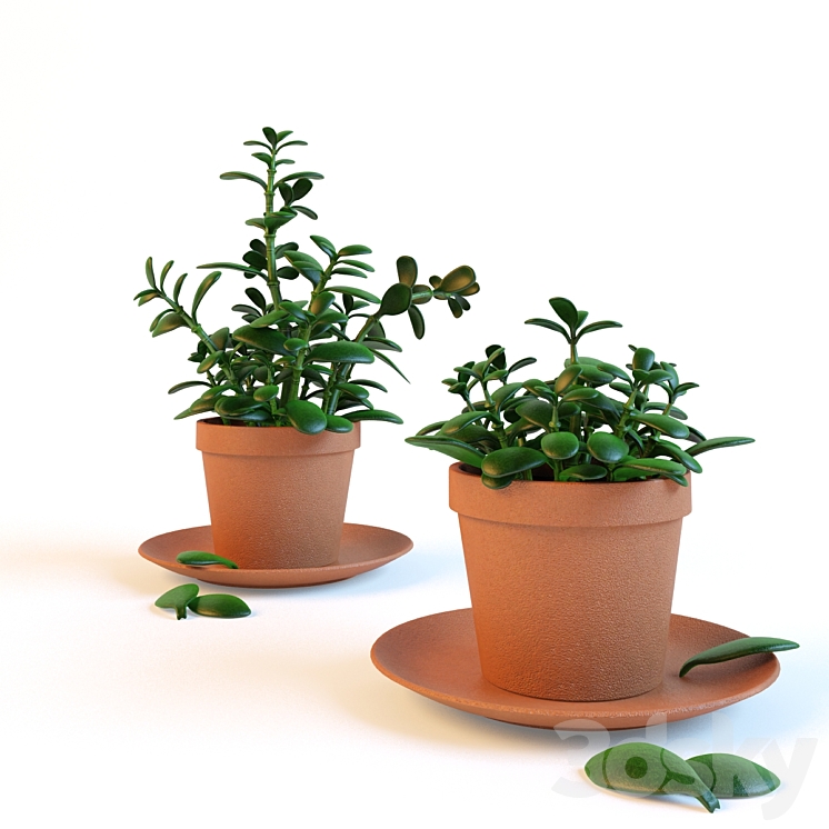 Home plant "Crassula" in the pot 3DS Max Model - thumbnail 3