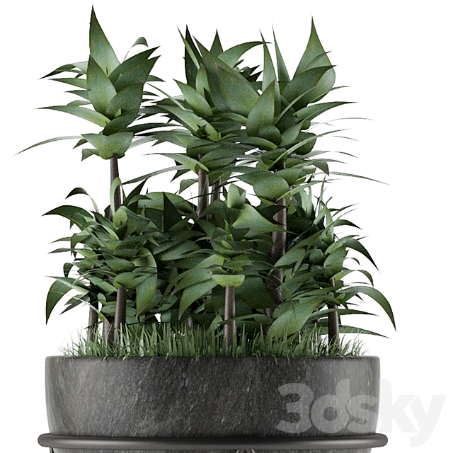 House Plant 21 3DS Max Model - thumbnail 2