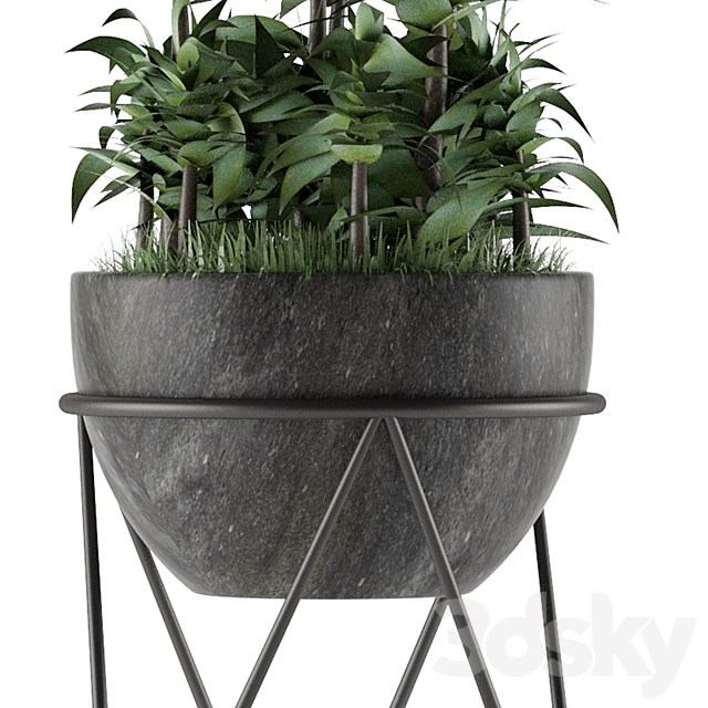 House Plant 21 3DS Max Model - thumbnail 3