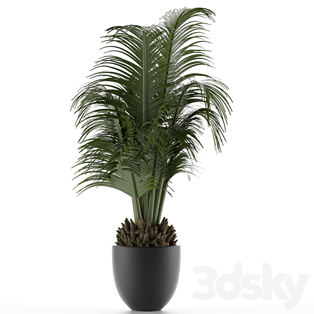 House Plant 30 3DS Max Model - thumbnail 2