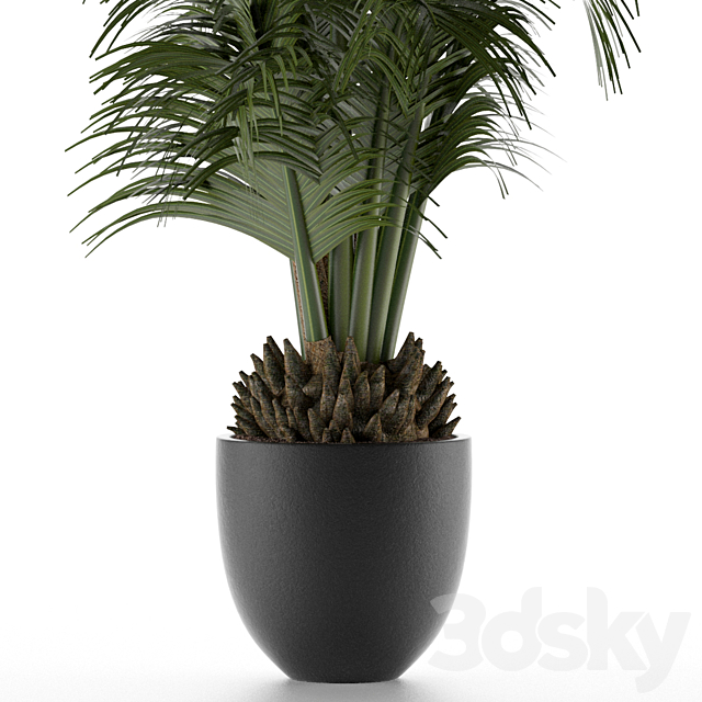 House Plant 30 3DS Max Model - thumbnail 4