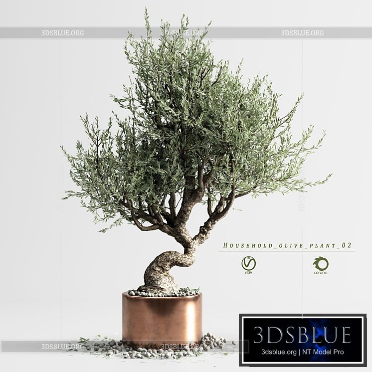 household olive plant 02 3DS Max - thumbnail 3