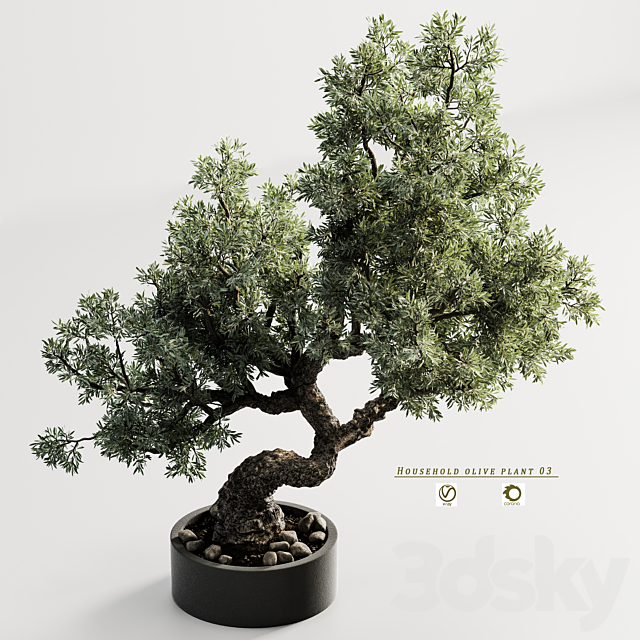 household olive plant 03 3DS Max Model - thumbnail 2