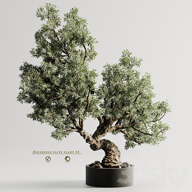 household olive plant 03 3DS Max Model - thumbnail 3