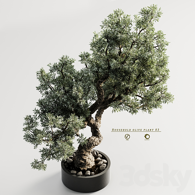 household olive plant 03 3DS Max Model - thumbnail 4