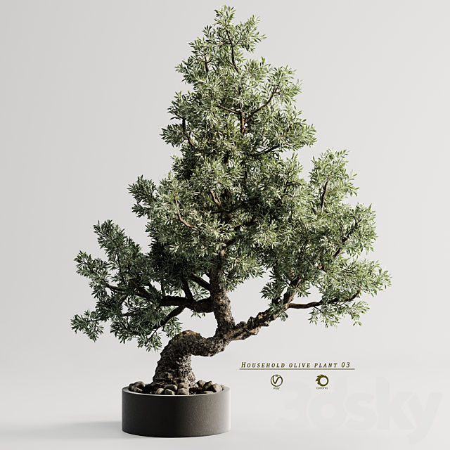 household olive plant 03 3DS Max Model - thumbnail 5