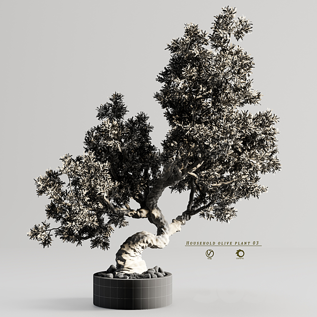 household olive plant 03 3DS Max Model - thumbnail 6