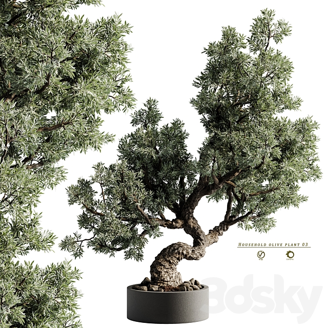 household olive plant 03 3DS Max Model - thumbnail 7