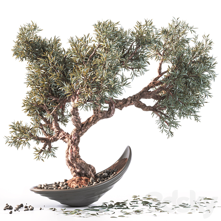 Household olive plant 3DS Max - thumbnail 1