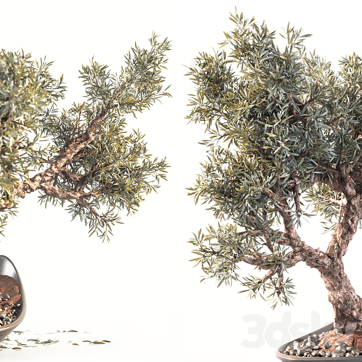 Household olive plant 3DS Max - thumbnail 2