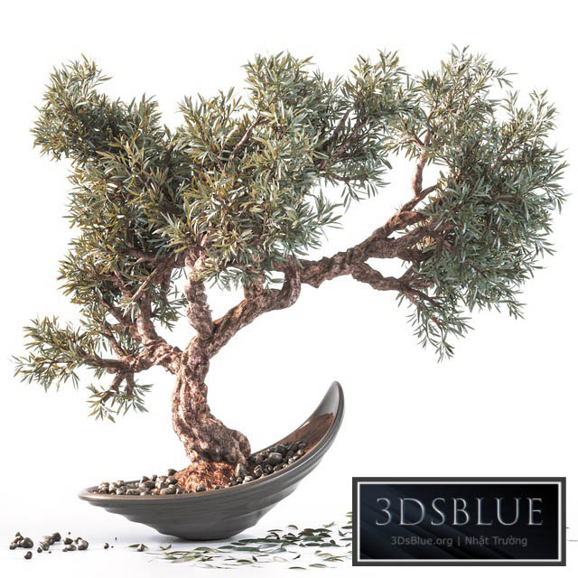 Household olive plant 3DS Max - thumbnail 3