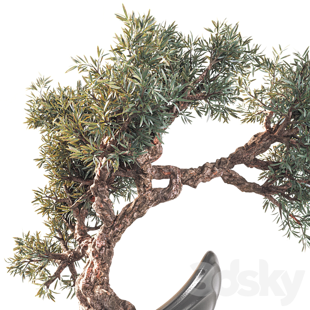 Household olive plant 3DSMax File - thumbnail 4