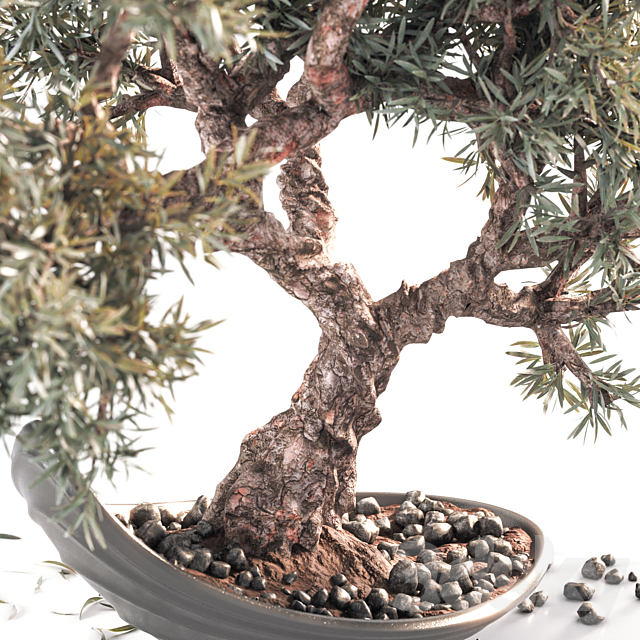 Household olive plant 3DSMax File - thumbnail 5