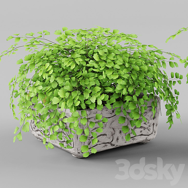 Houseplant 1 3DSMax File - thumbnail 2