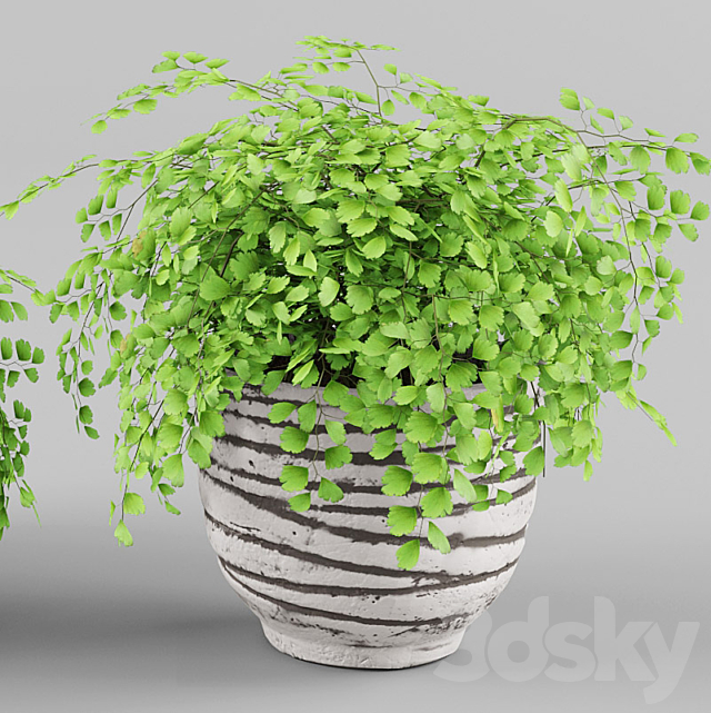 Houseplant 1 3DSMax File - thumbnail 3