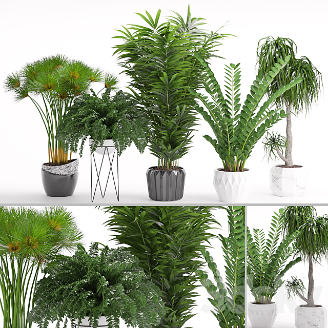 Houseplant 27 3DSMax File - thumbnail 1