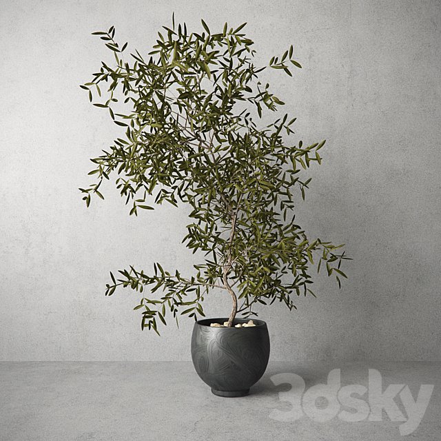 Houseplant 3DSMax File - thumbnail 1