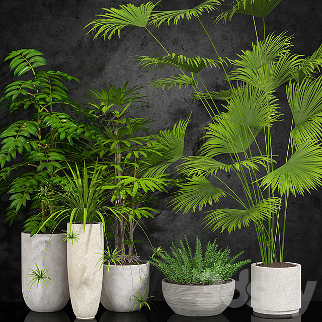 houseplant 3DSMax File - thumbnail 1