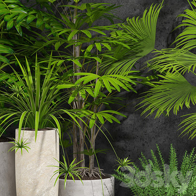 houseplant 3DSMax File - thumbnail 2