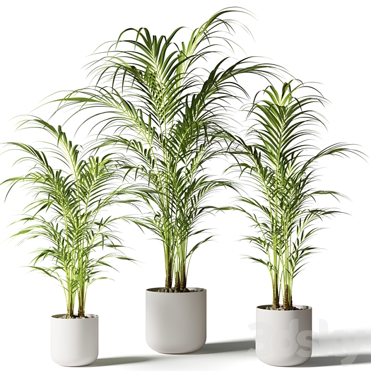 Houseplant palm KENTIA 3DS Max - thumbnail 1