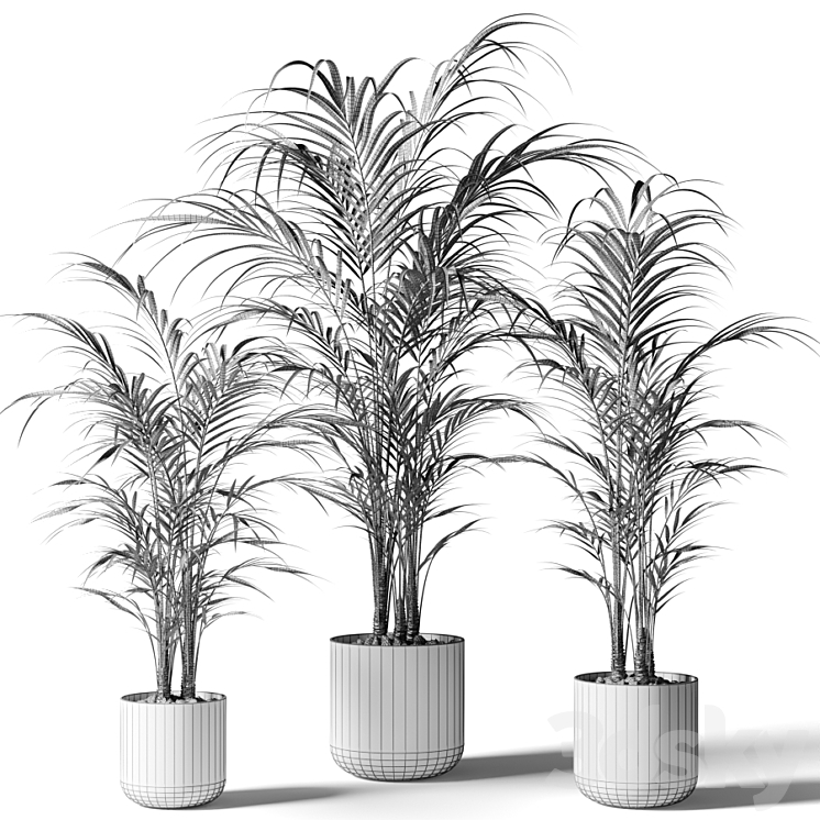 Houseplant palm KENTIA 3DS Max - thumbnail 2