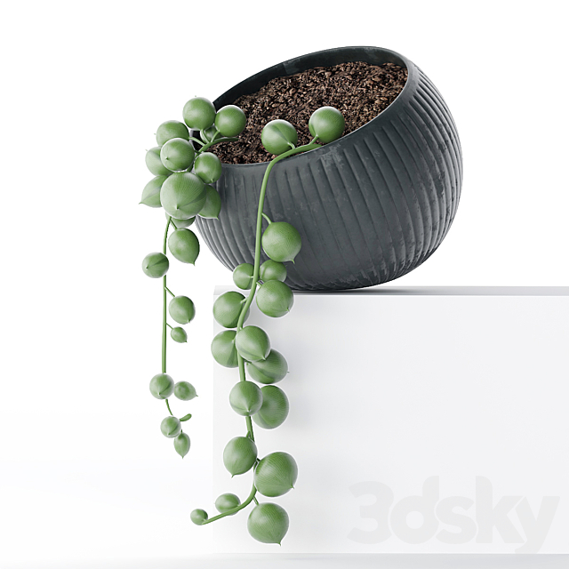 Houseplant. succulents 3DSMax File - thumbnail 1