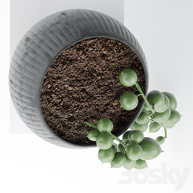 Houseplant. succulents 3DSMax File - thumbnail 2