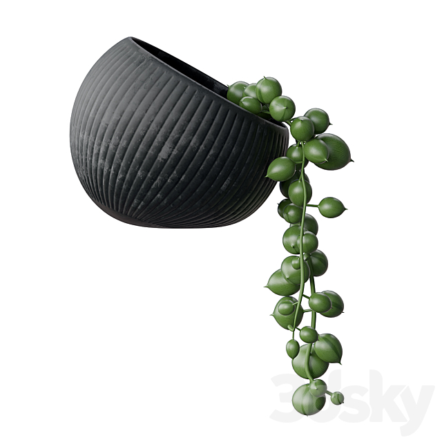 Houseplant. succulents 3DSMax File - thumbnail 3