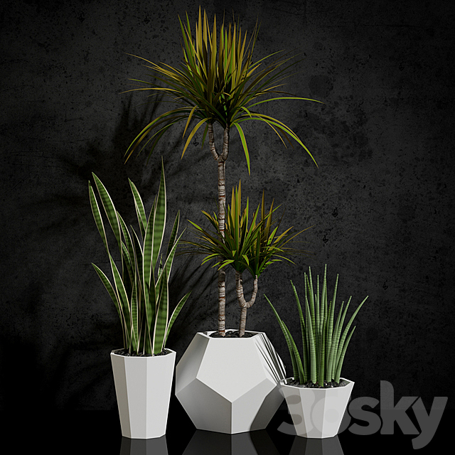 Houseplants 3DSMax File - thumbnail 1