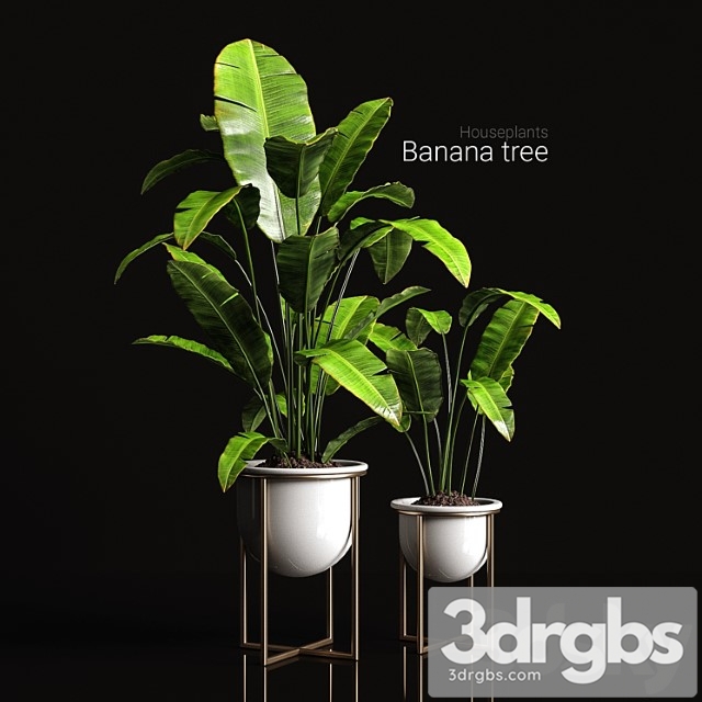 Houseplants banana tree - thumbnail 1