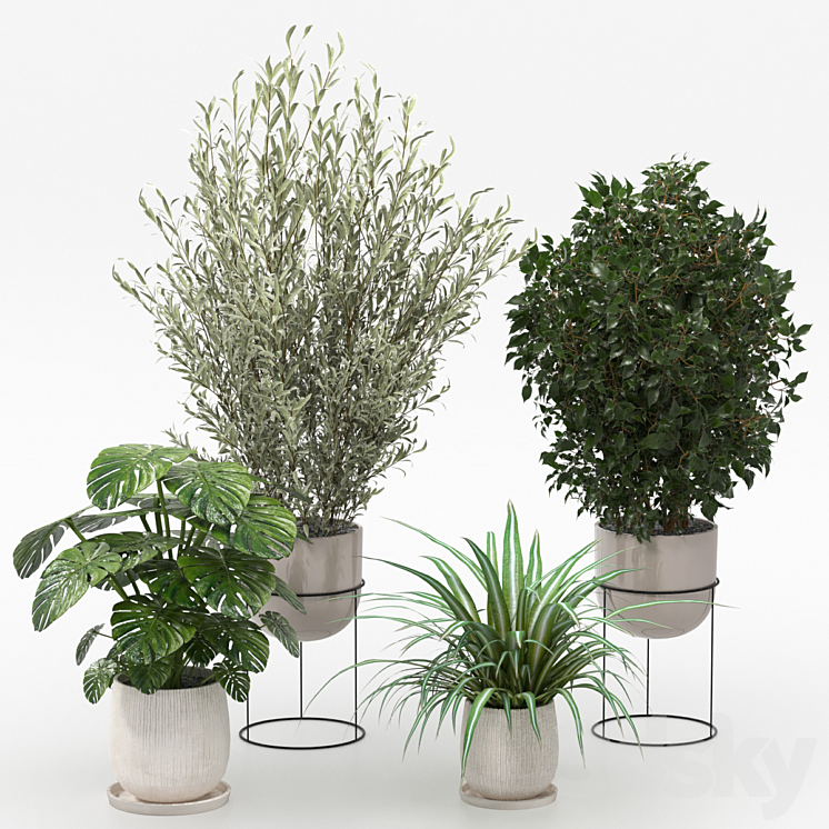 Houseplants collection (V-Ray) 3DS Max - thumbnail 1