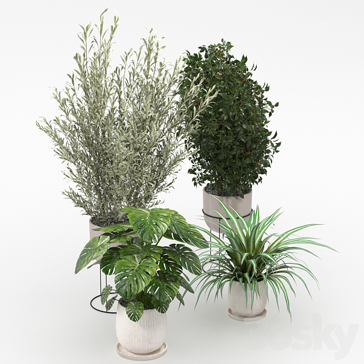 Houseplants collection (V-Ray) 3DS Max - thumbnail 2