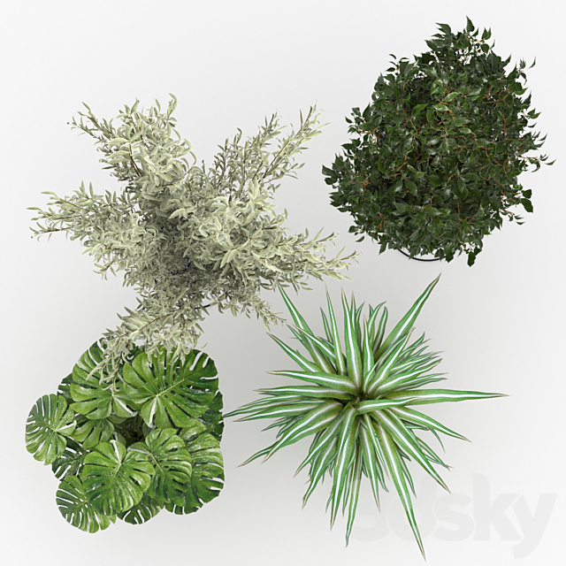 Houseplants collection (V-Ray) 3DSMax File - thumbnail 3