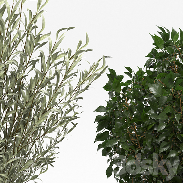 Houseplants collection (V-Ray) 3DSMax File - thumbnail 4