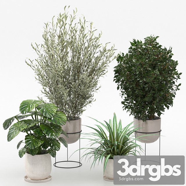 Houseplants collection (v-ray) - thumbnail 1