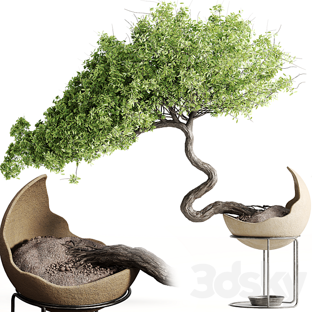 houseplants-indoor-Bonsai-039 3DSMax File - thumbnail 1