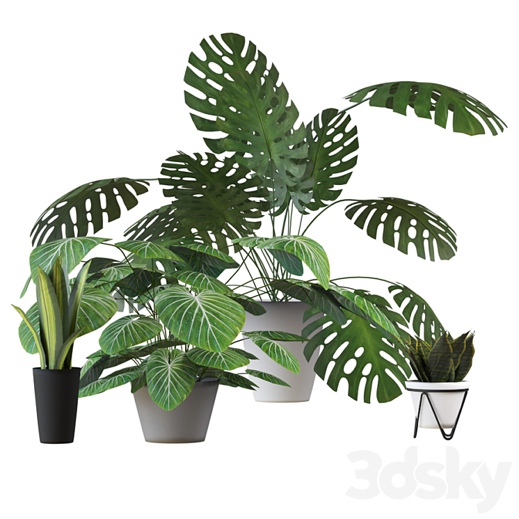 Houseplants set 2 3DS Max - thumbnail 1