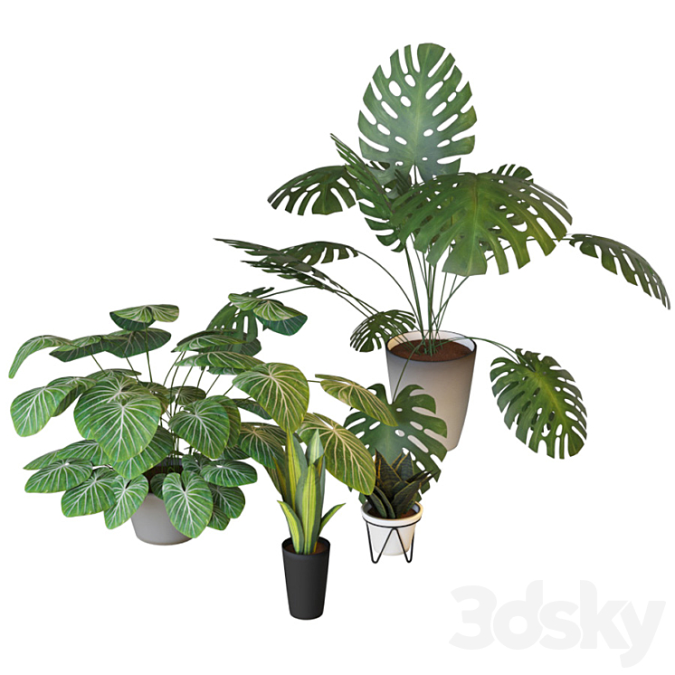 Houseplants set 2 3DS Max - thumbnail 2