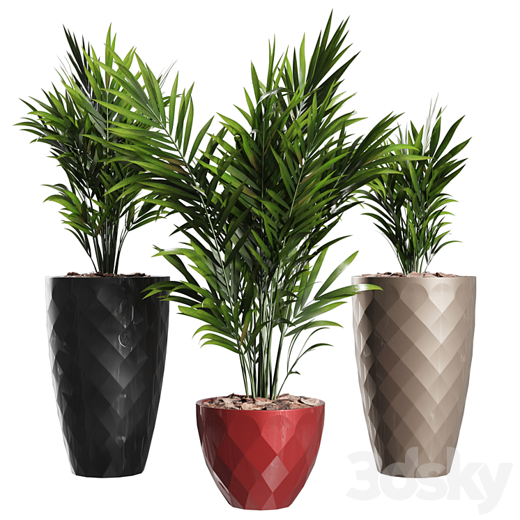 Howea Forsteriana Vase Plant 3DS Max Model - thumbnail 2