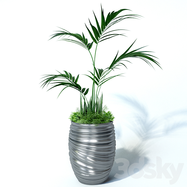 Howea palm composition 3DS Max Model - thumbnail 2