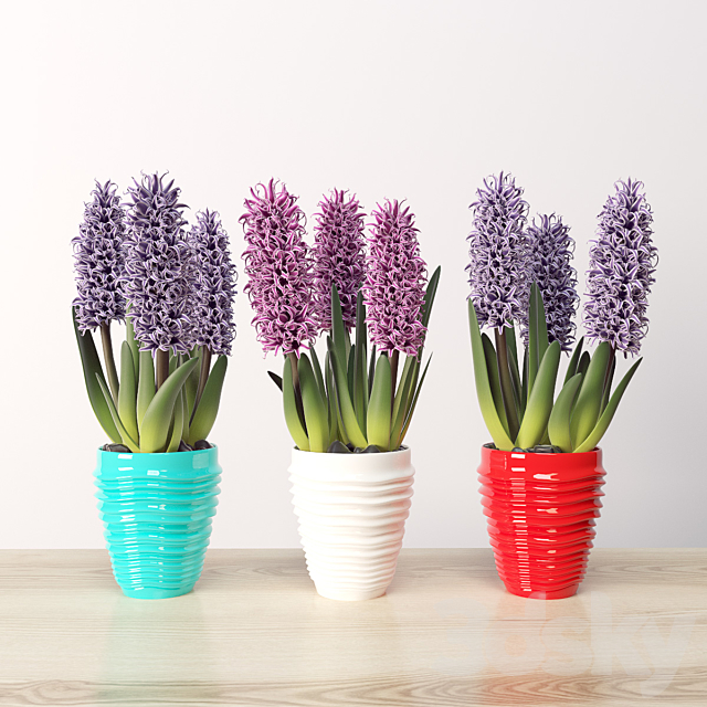 Hyacinth (Hyacínthus) 3DSMax File - thumbnail 1