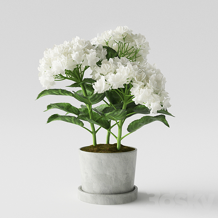 Hydrangea 3DS Max - thumbnail 1