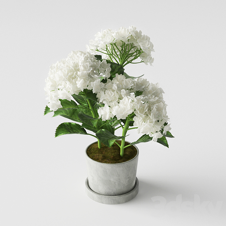 Hydrangea 3DS Max - thumbnail 2