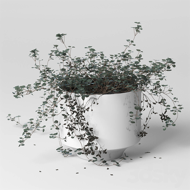 ib_indoor plant_Soleirolia 3DS Max - thumbnail 1