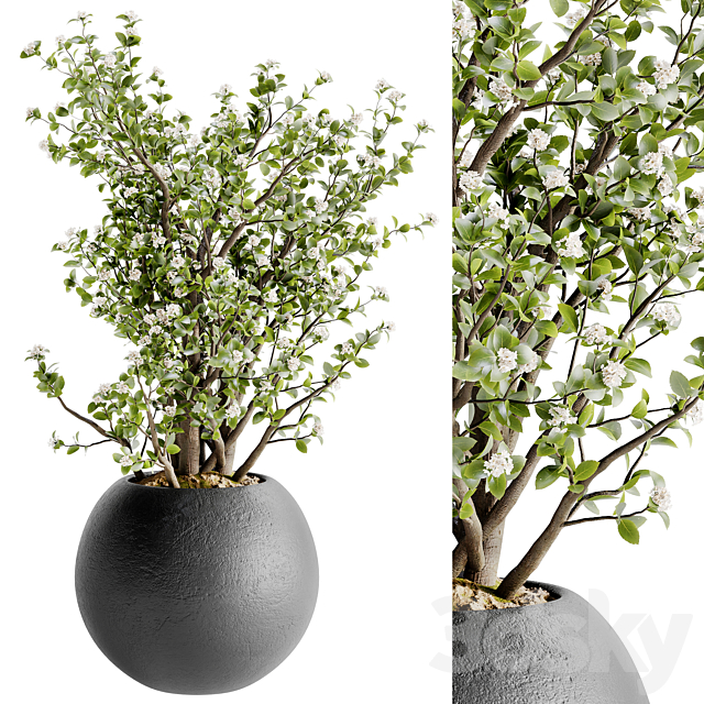 Indoor Bonsai Plants 36 3ds Max - thumbnail 1