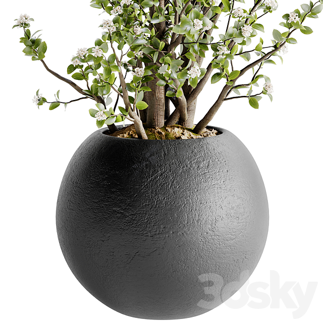 Indoor Bonsai Plants 36 3ds Max - thumbnail 2